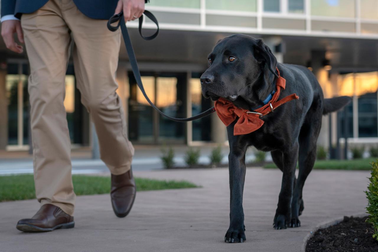Peppers Silo Hotel Launceston Bagian luar foto A service dog